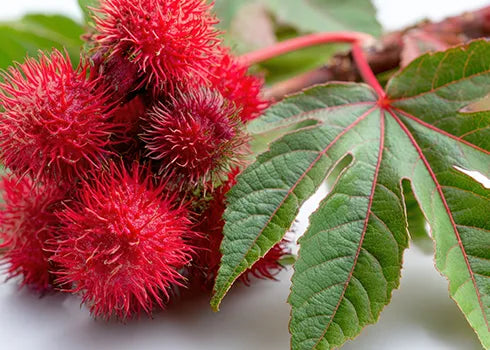 Ingredeintes Noodor: aceite de ricino